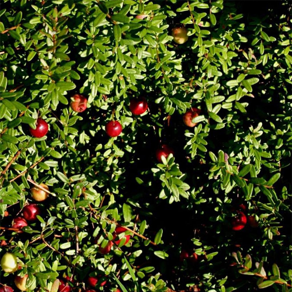 Cranberry - Vaccinium macrocarpon