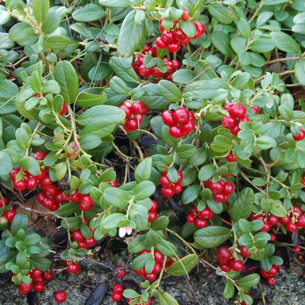 Vaccinium vitis-idaea - Organic Red Bilberry