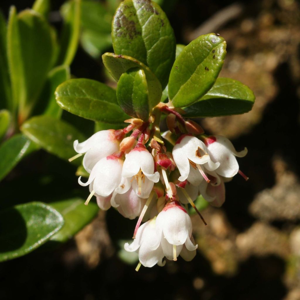 Vaccinium vitis-idaea - Organic Red Bilberry