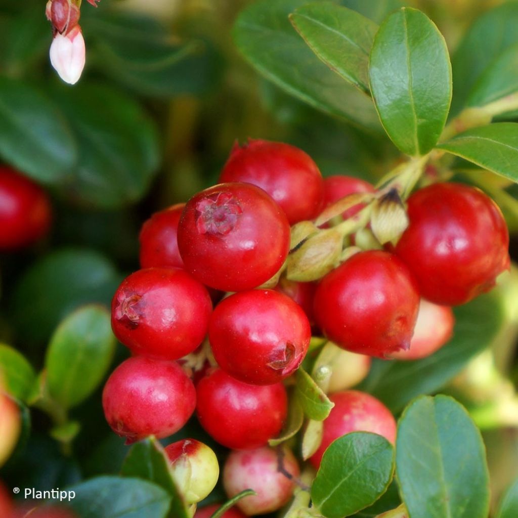 Vaccinium vitis-idaea FIREBALLS Lirome