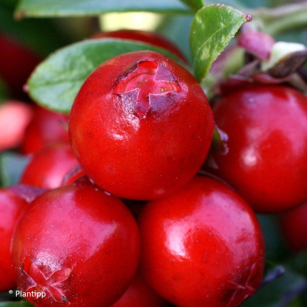 Vaccinium vitis-idaea Miss Cherry - Bilberry