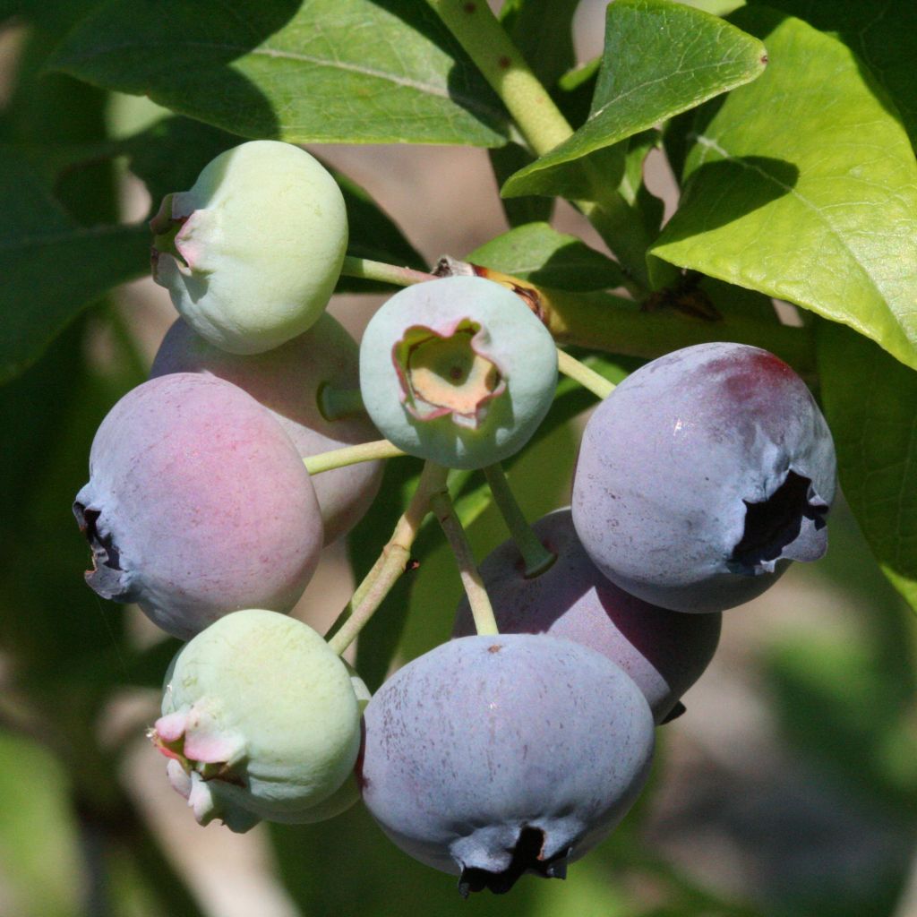 Vaccinium Patriot - Blueberry