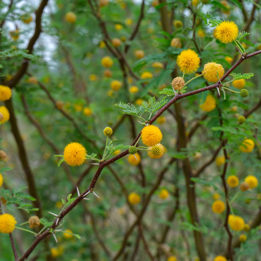 Vachellia farnesiana - Sweet acacia