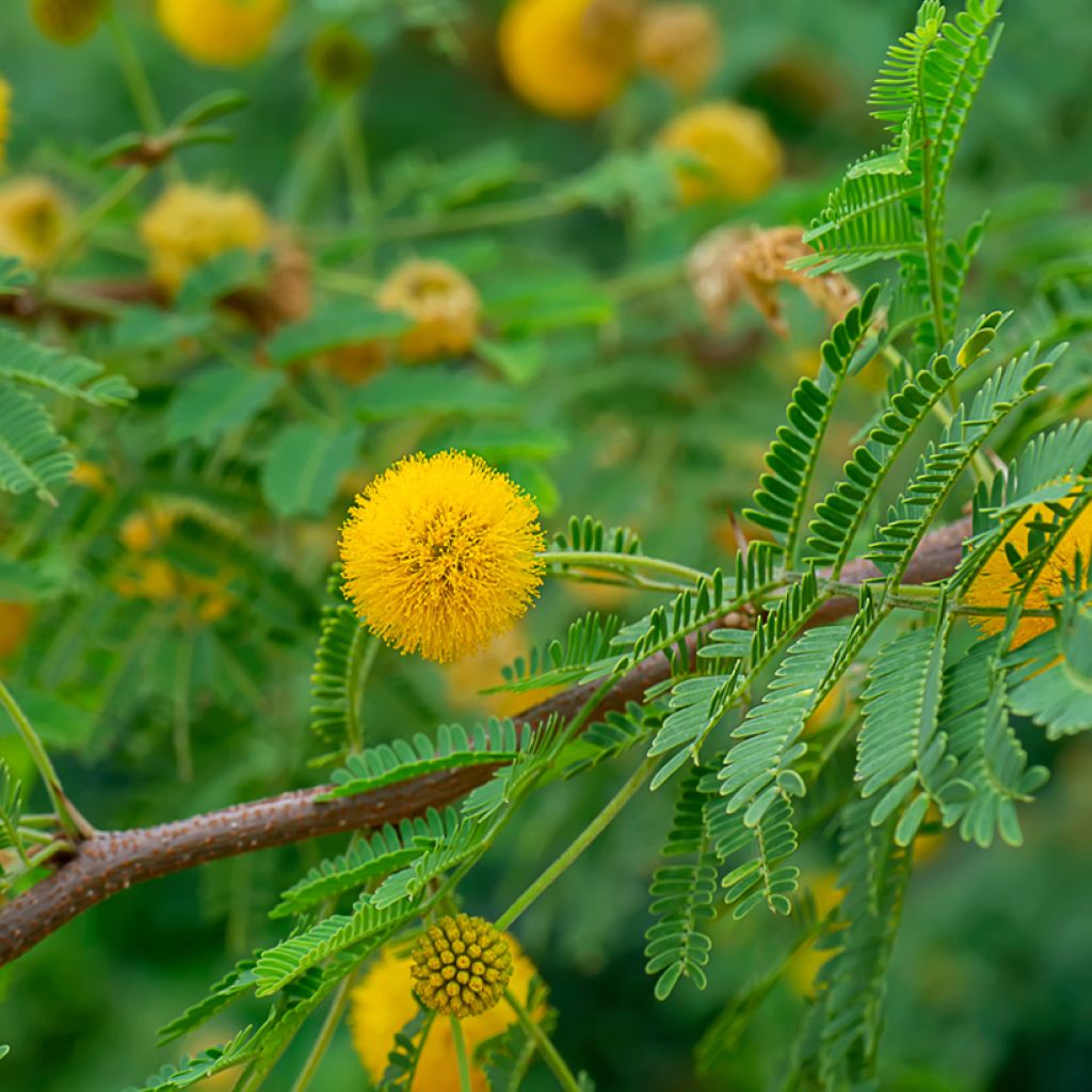 Vachellia farnesiana - Sweet acacia