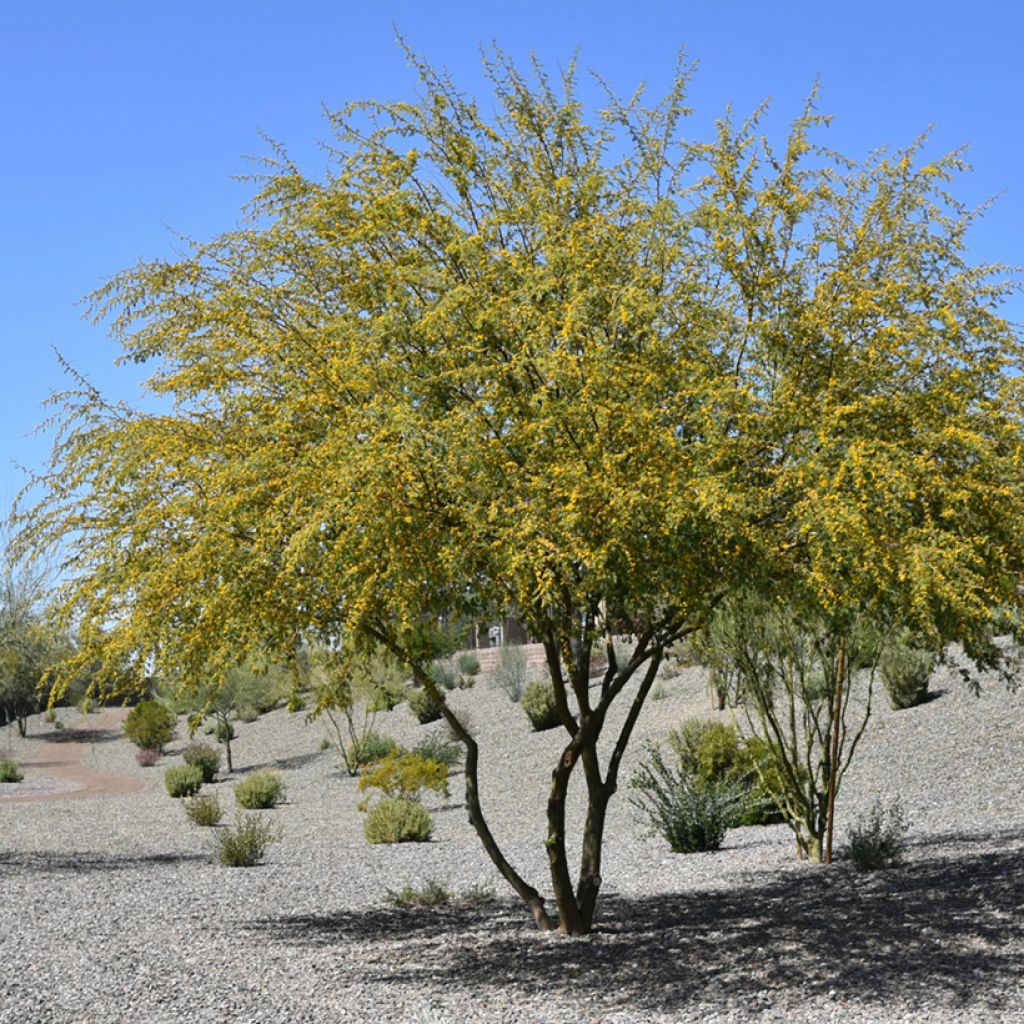 Vachellia farnesiana - Sweet acacia