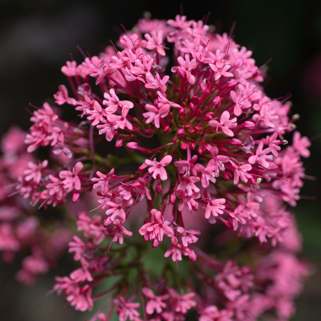 Centranthus ruber Coccineus