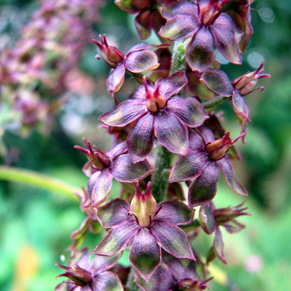 Veratrum nigrum