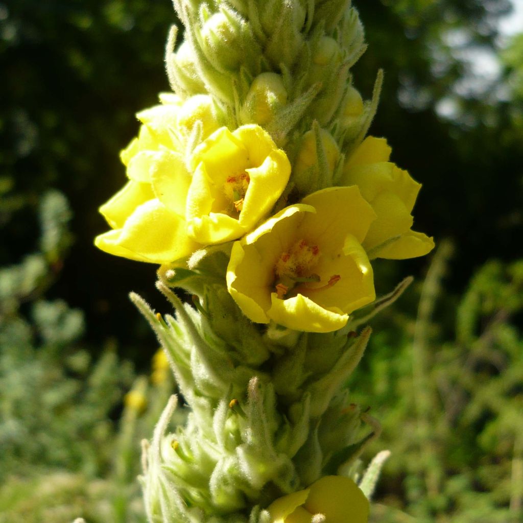 Verbascum thapsus - Mullein