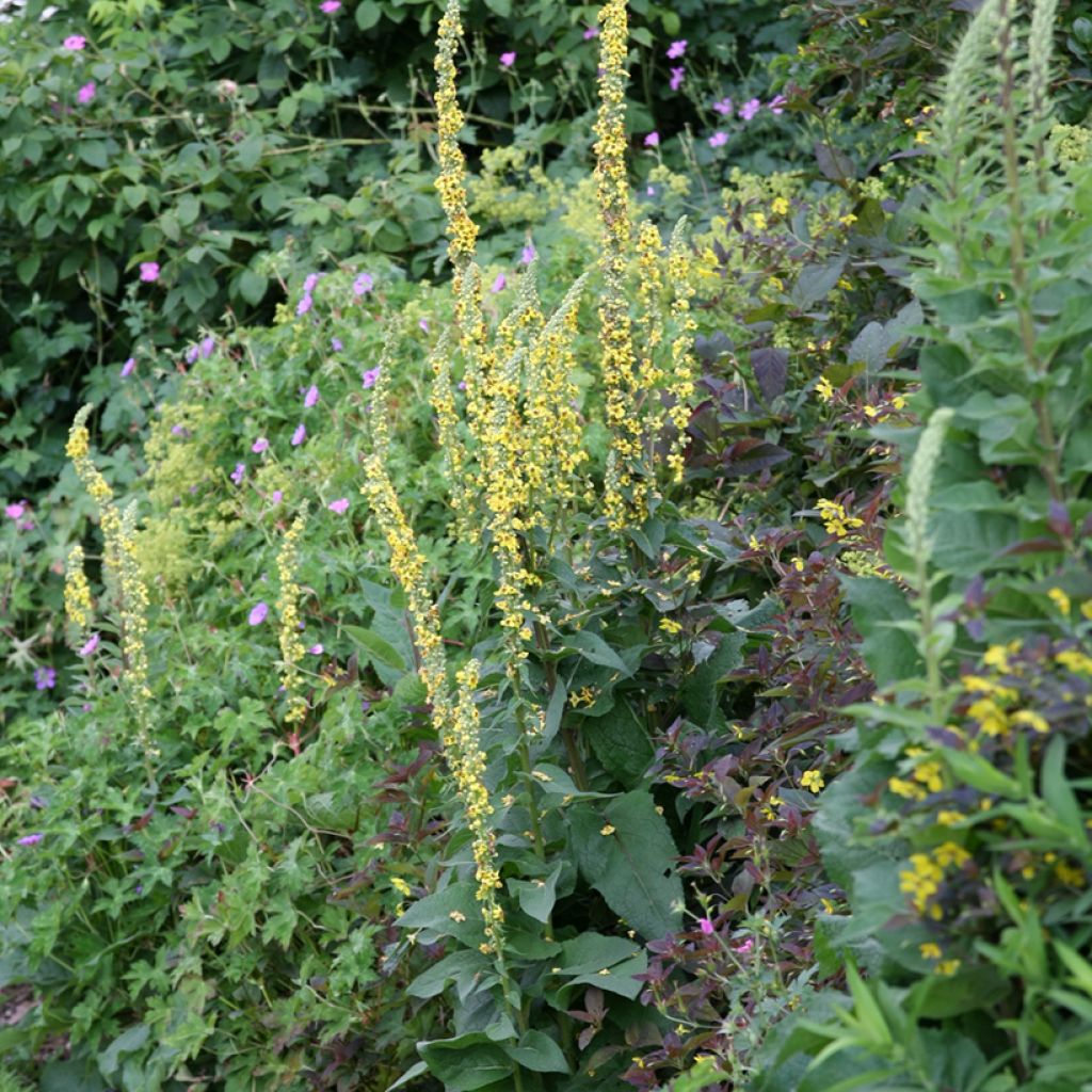 Verbascum Cotswold Queen - Mullein