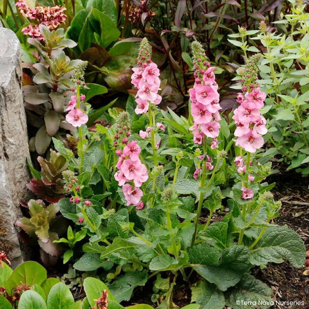 Verbascum Lavender Lass - Mullein