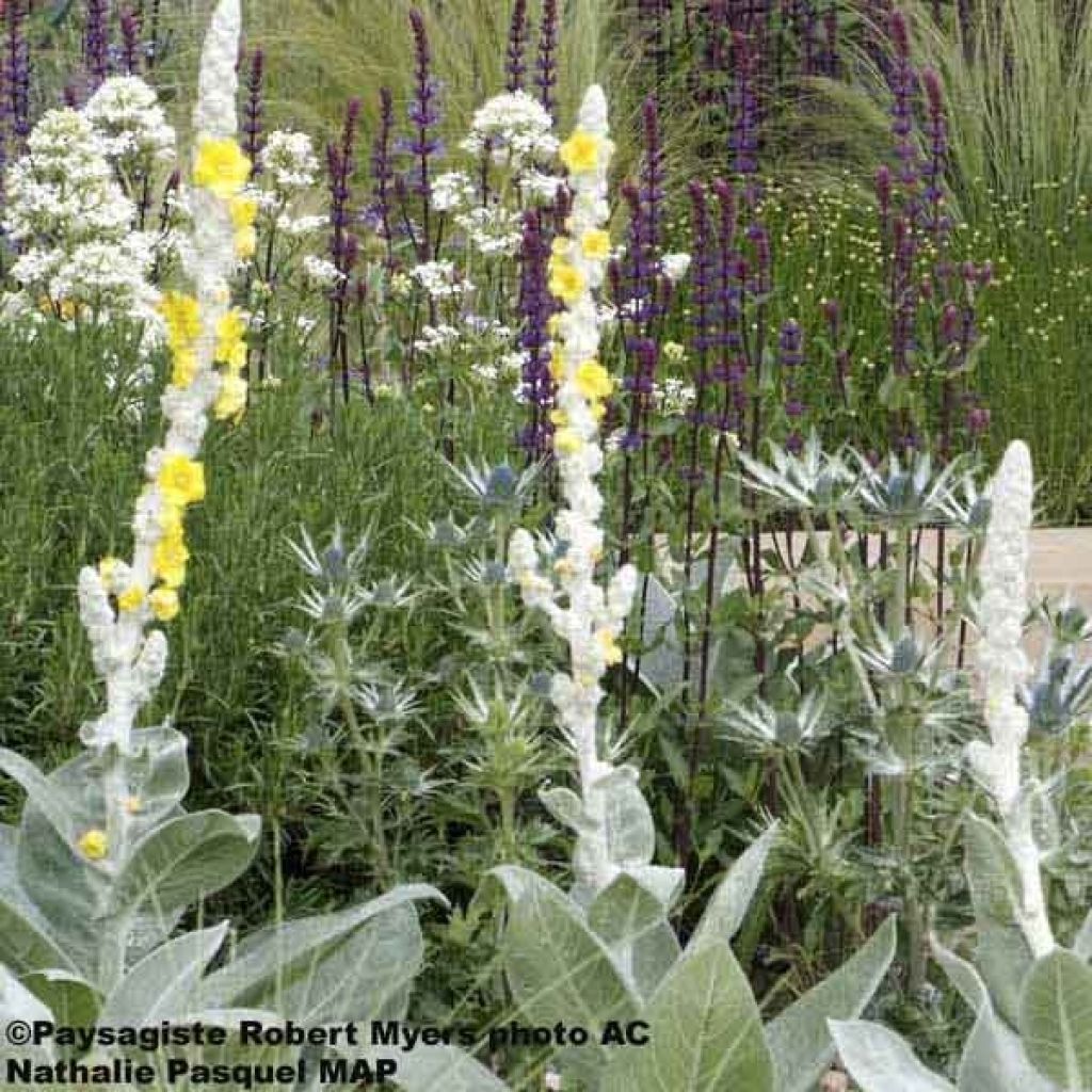 Verbascum bombyciferum Polarsommer - Mullein