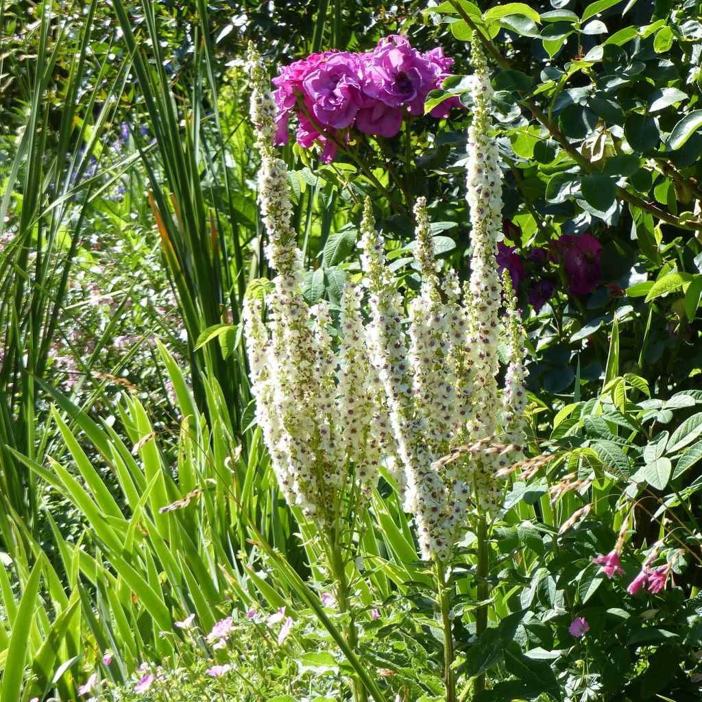 Verbascum chaixii Album - Mullein