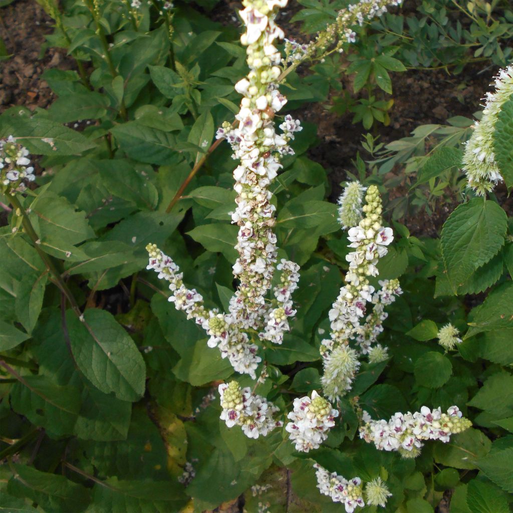 Verbascum chaixii Album - Mullein