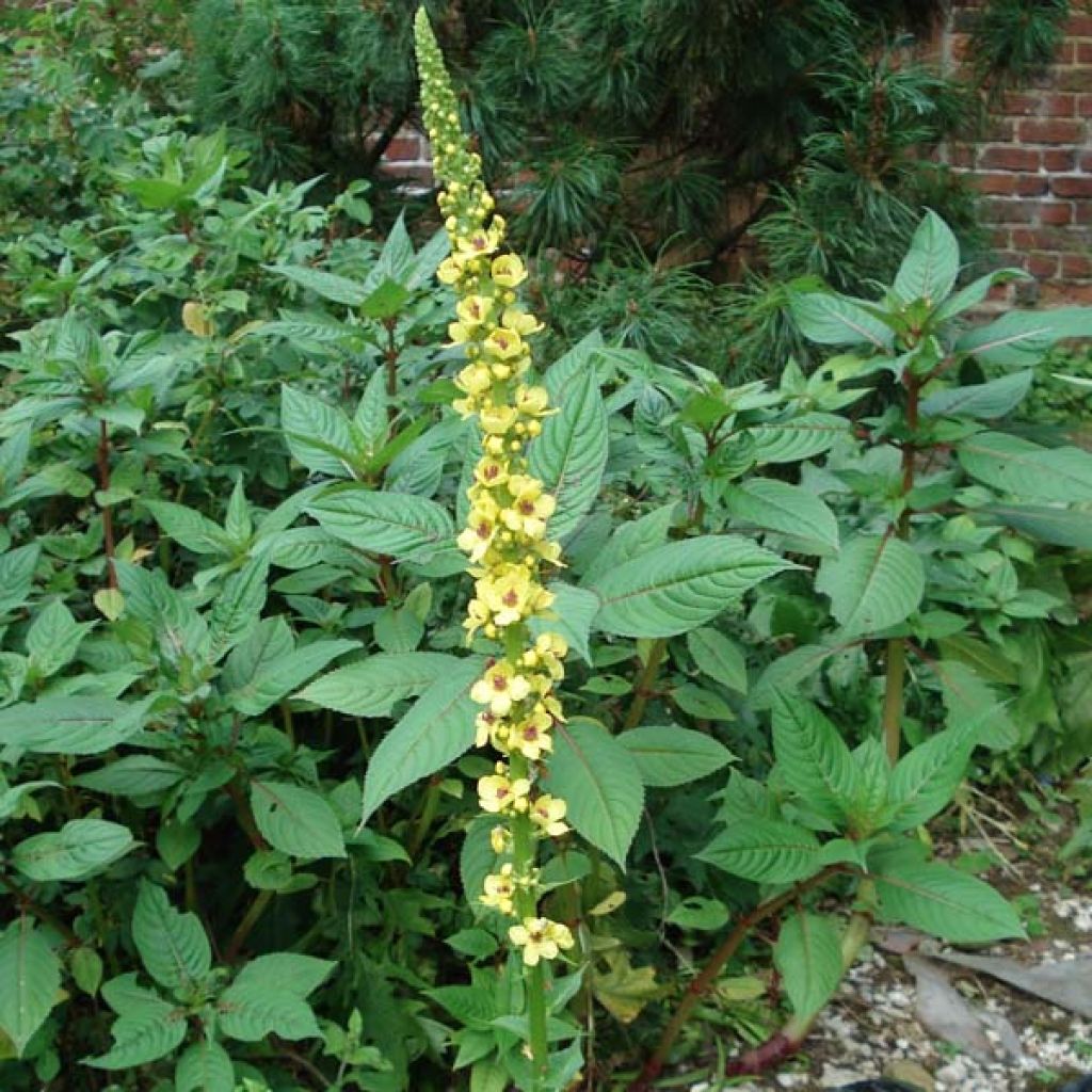 Verbascum Cotswold Queen - Mullein