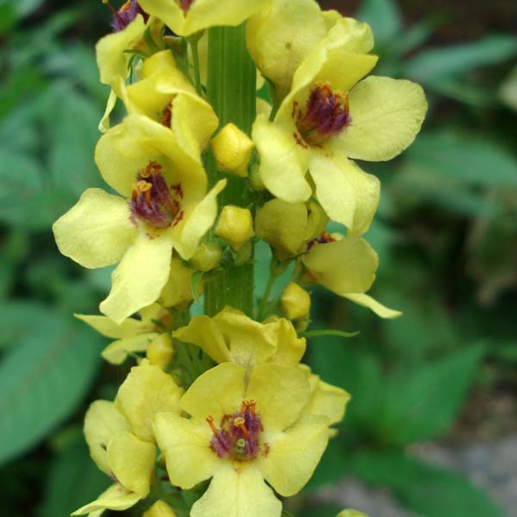 Verbascum Cotswold Queen - Mullein