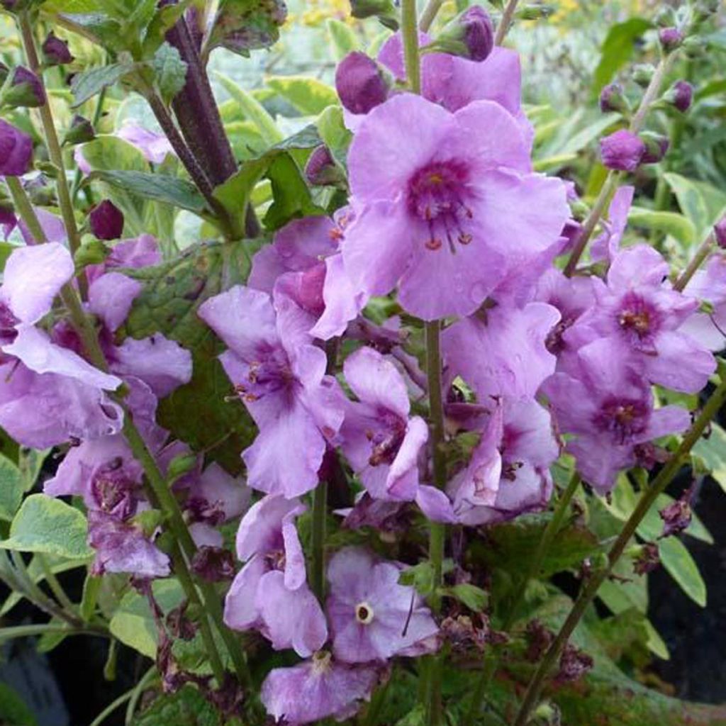 Verbascum Pink Domino - Mullein