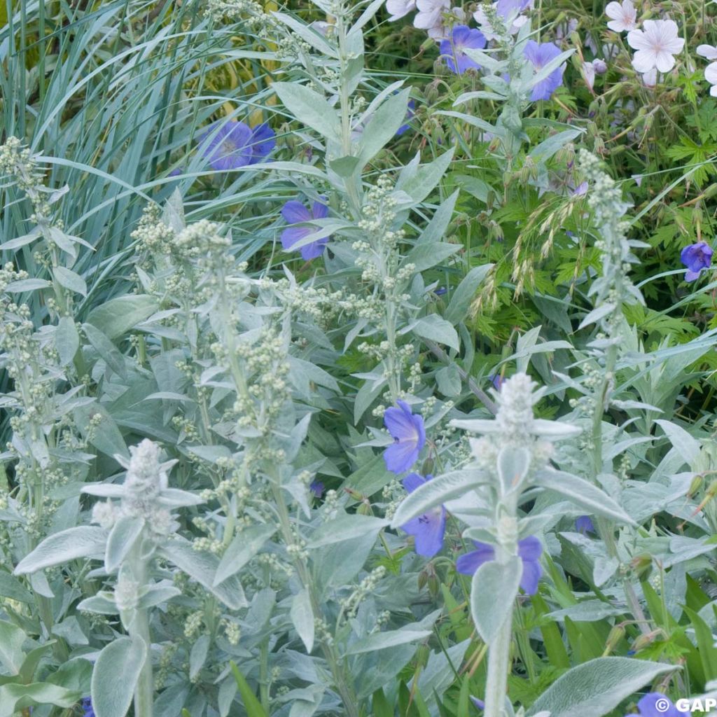 Verbascum Spica - Mullein