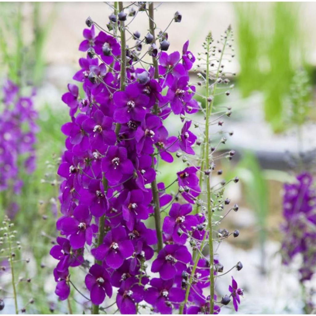 Verbascum phoeniceum Violetta - Mullein