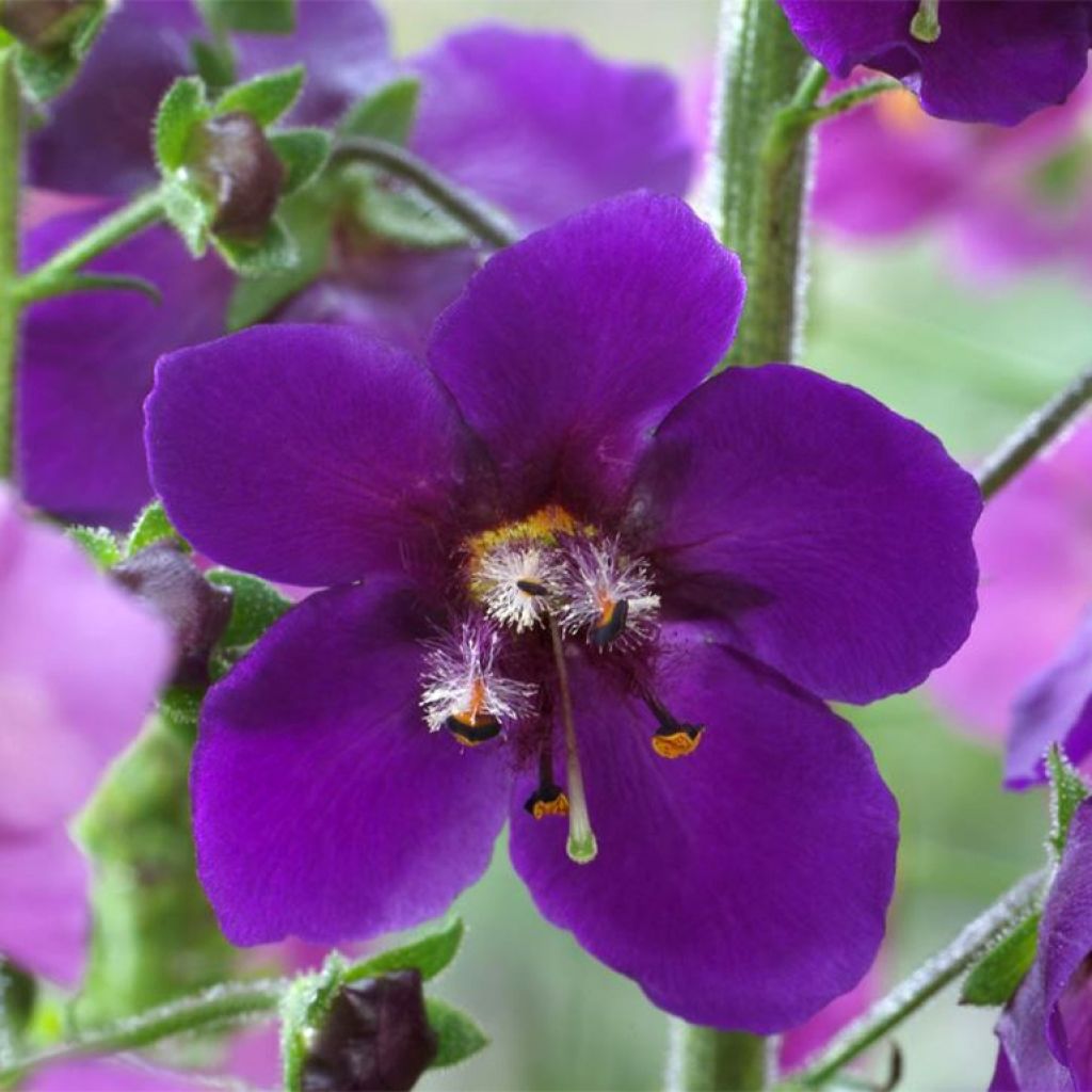 Verbascum phoeniceum Violetta - Mullein