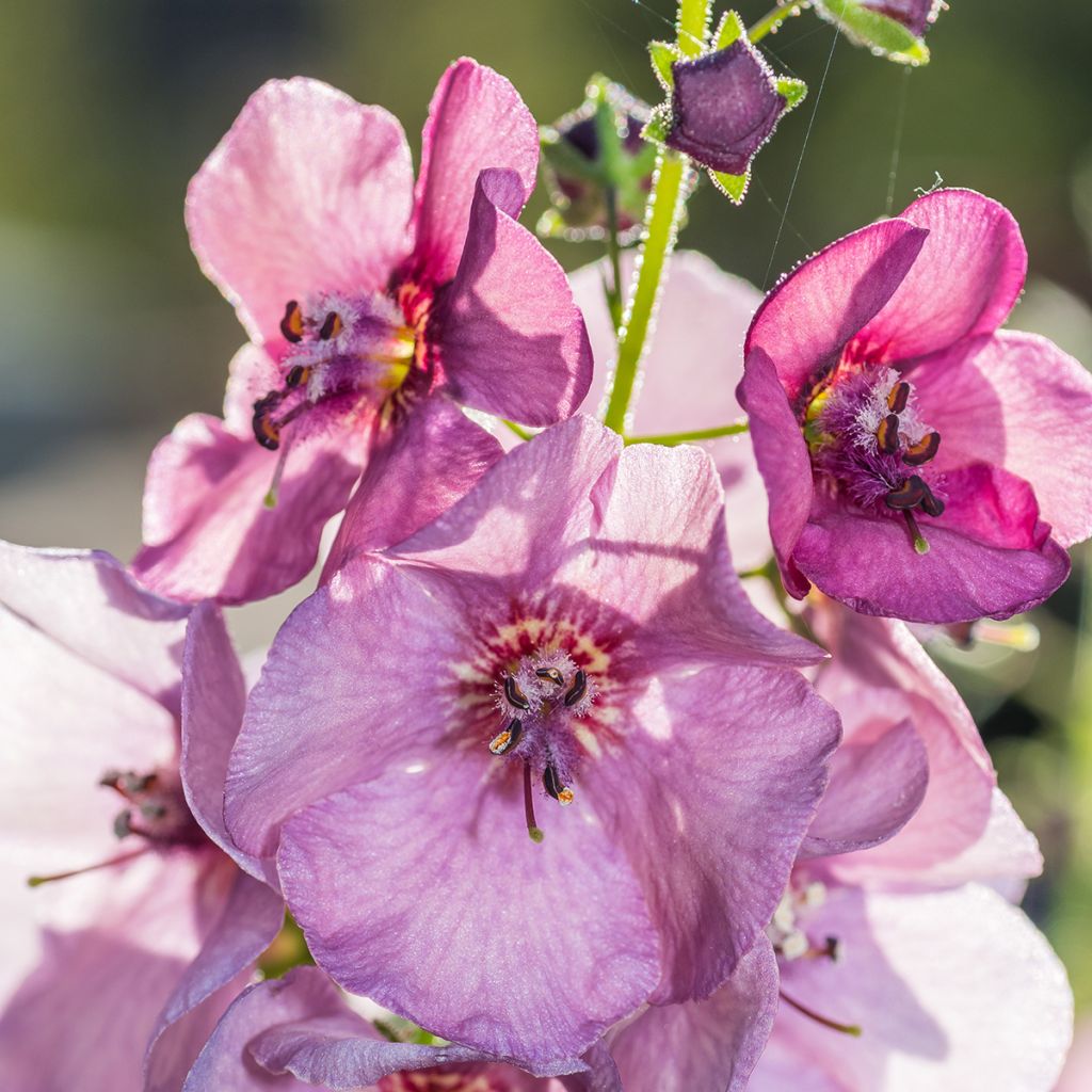 Verbascum Lavender Lass - Mullein