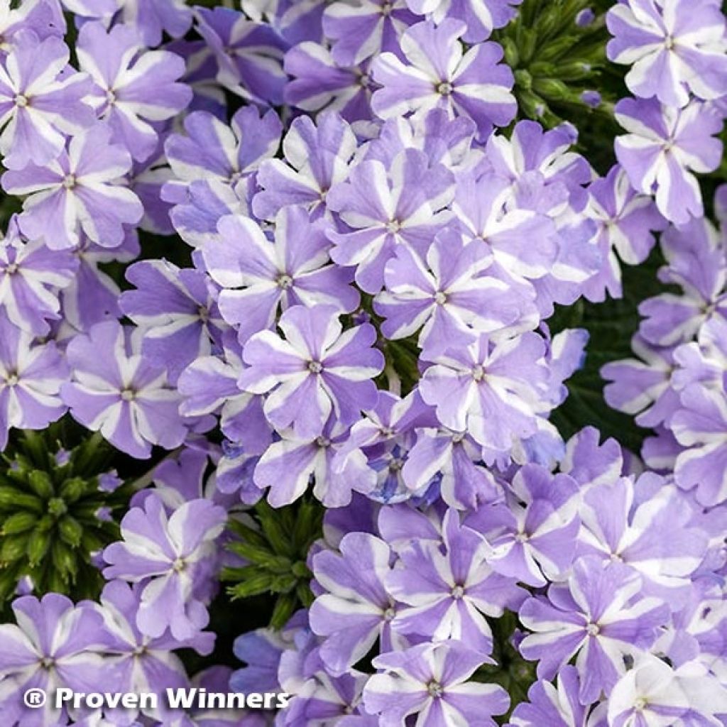 Verbena hybrida Virgo Lavender Star