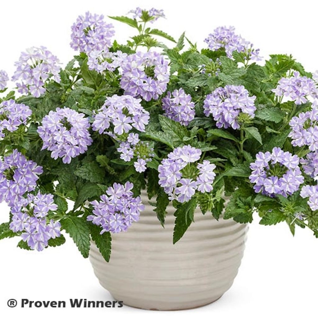 Verbena hybrida Virgo Lavender Star