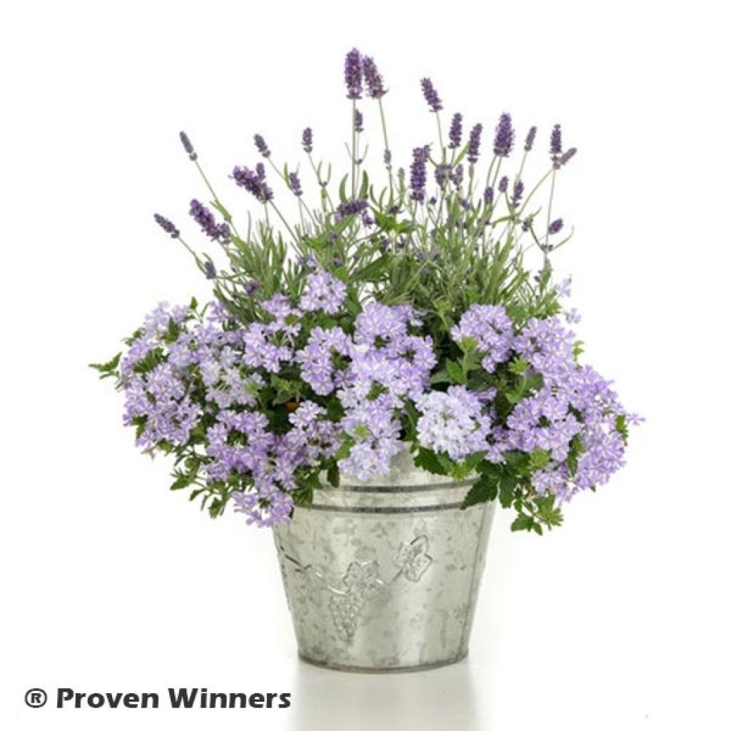 Verbena hybrida Virgo Lavender Star