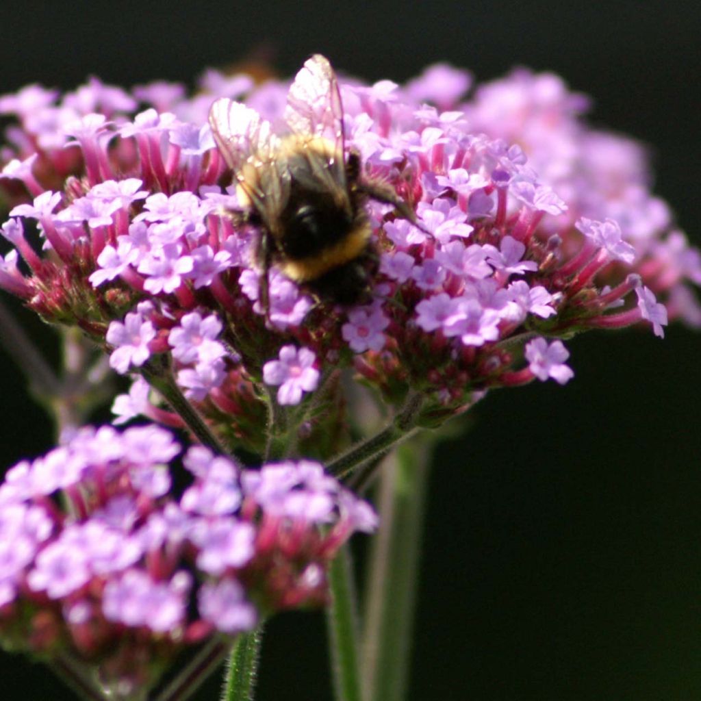 Verbena bonariensis Lollipop