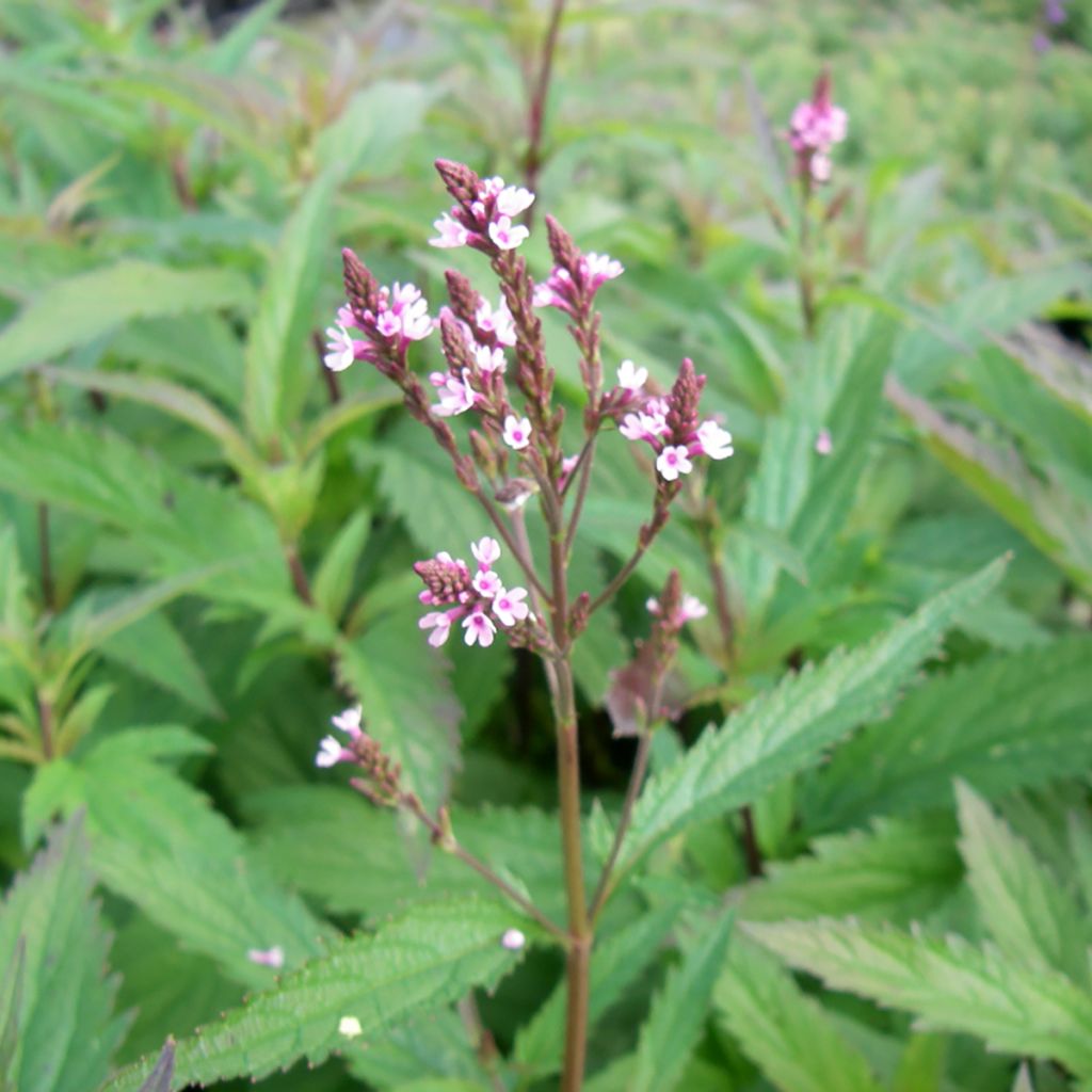 Verbena hastata Pink Spires ervain