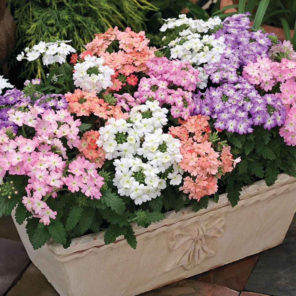 Verbena Tuscany Pastel Mixed