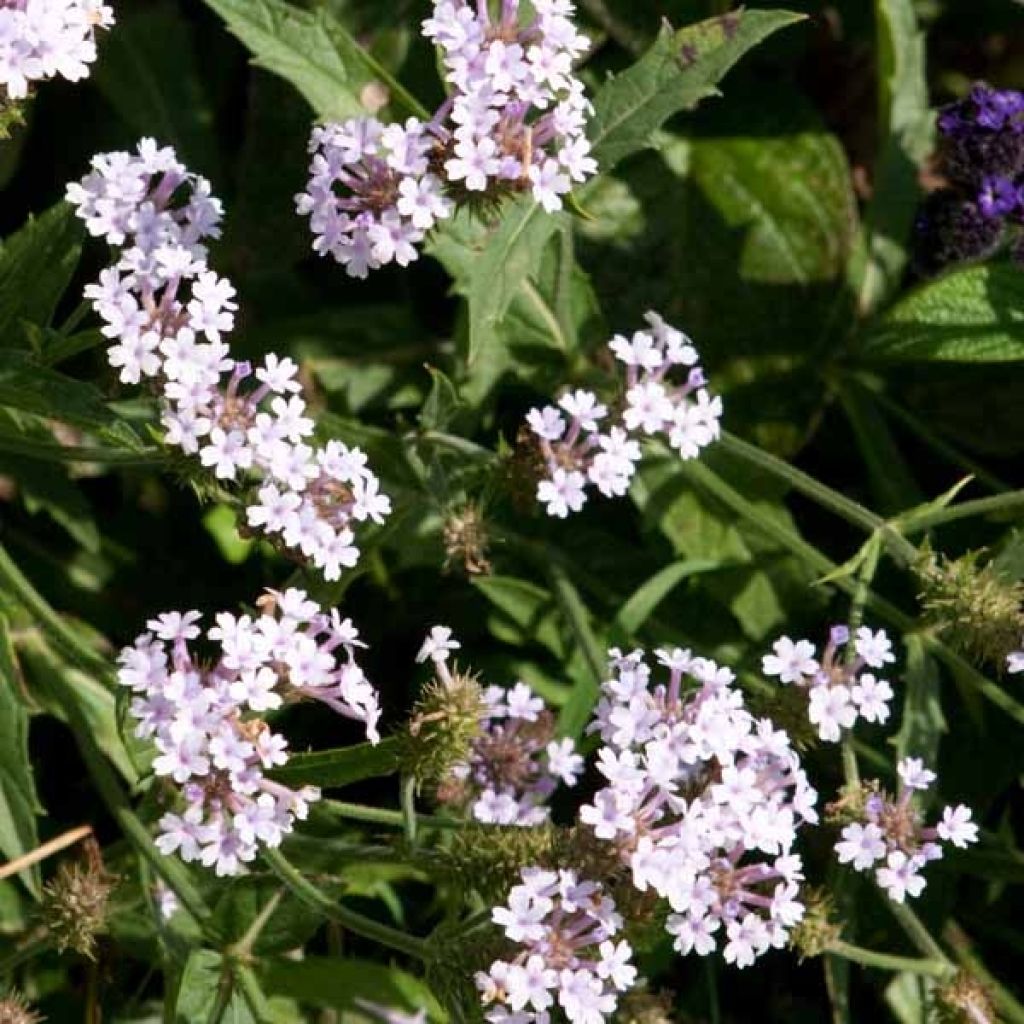 Verbena Polaris