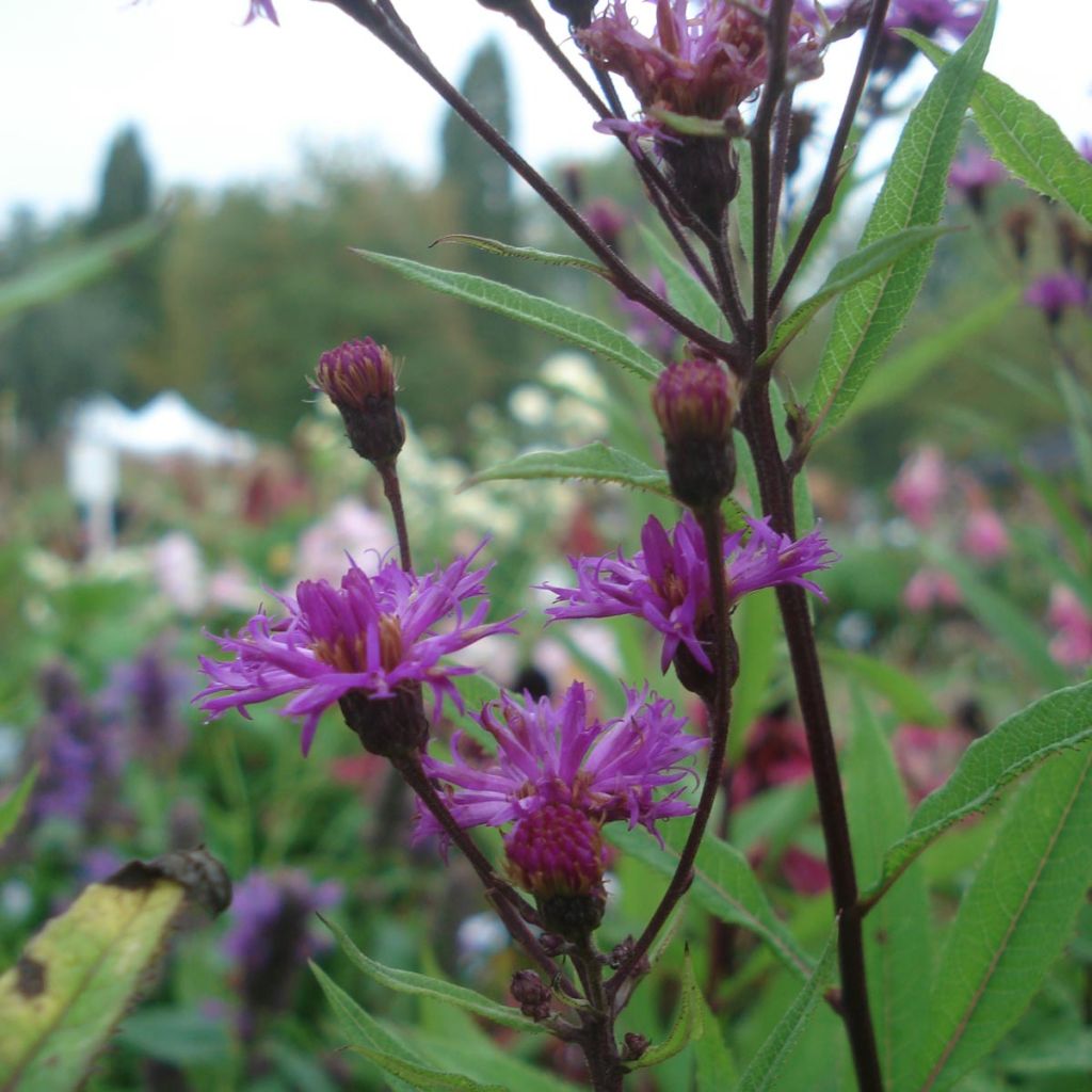 Vernonia crinita Mammuth - Ironweed