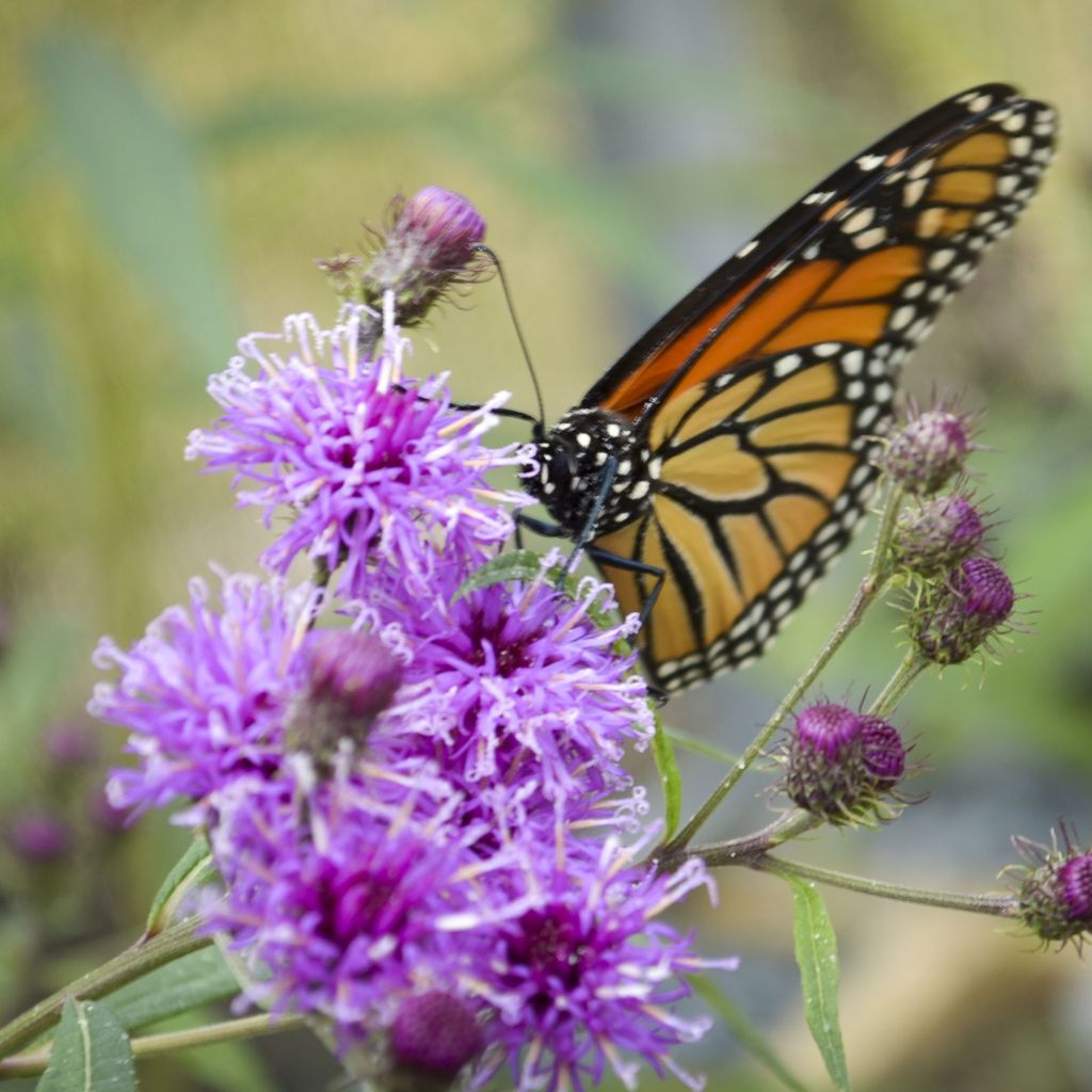 Vernonia noveboracensis - Ironweed