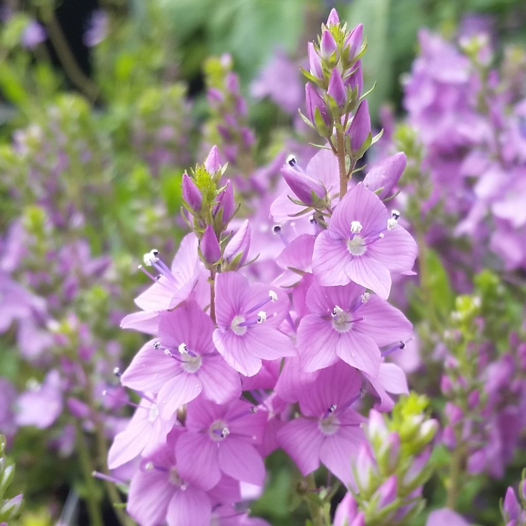 Veronica prostrata Mrs Holt