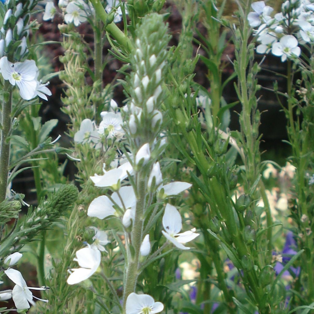Veronica gentianoides