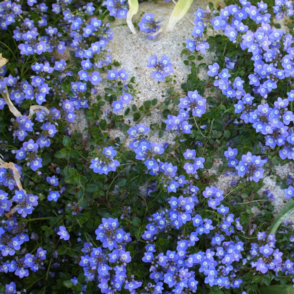 Veronica liwanensis