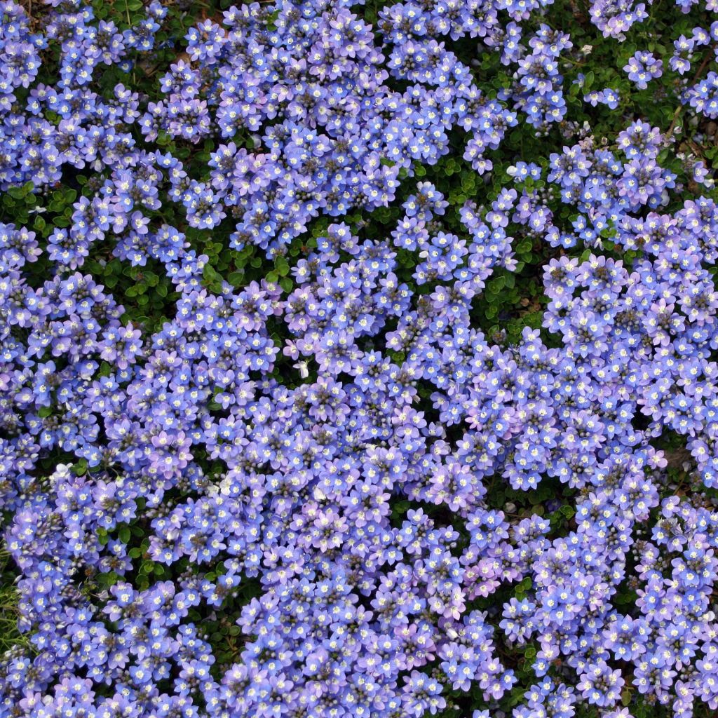 Veronica liwanensis