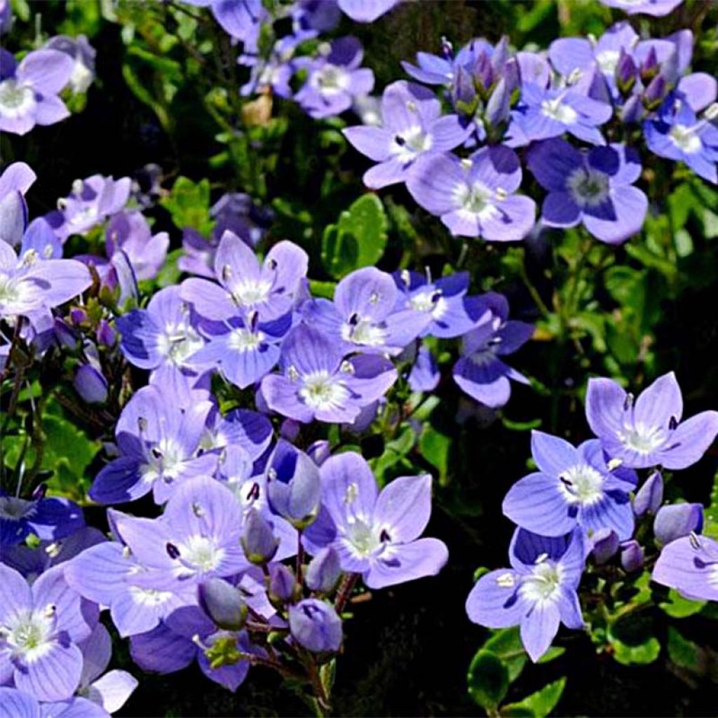 Veronica liwanensis
