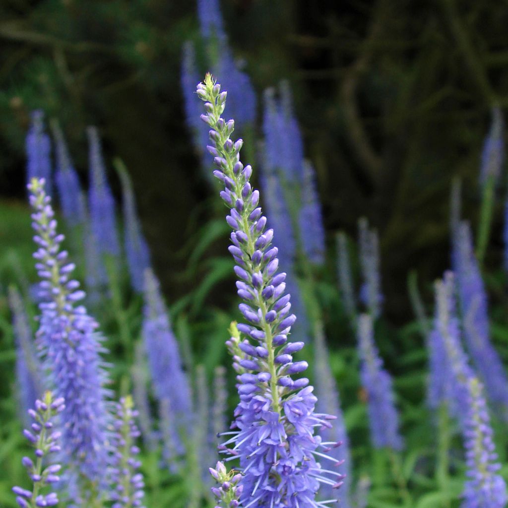Veronica longifolia Marietta