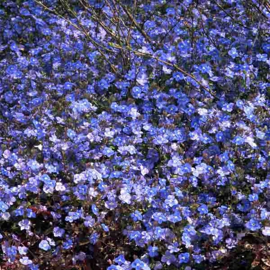Veronica umbrosa Georgia Blue