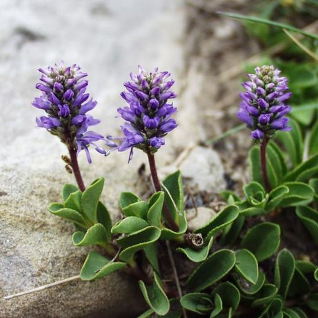 Veronica allionii - Allioni's speedwell