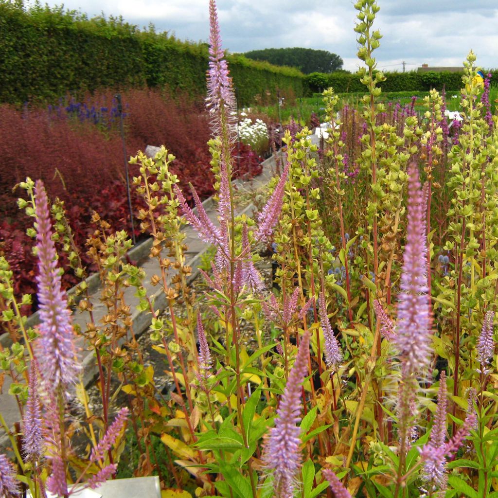 Veronicastrum virginicum Adoration