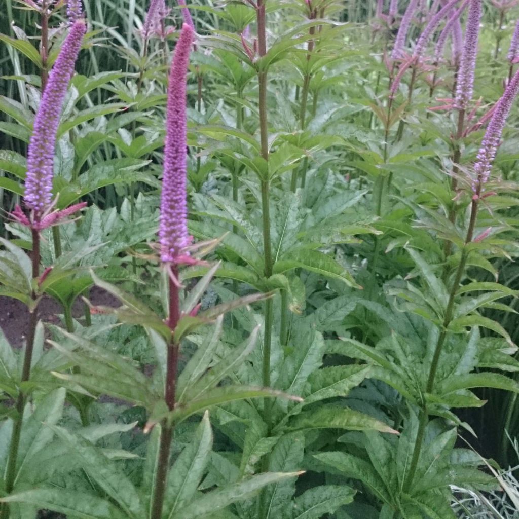 Veronicastrum Red Arrows