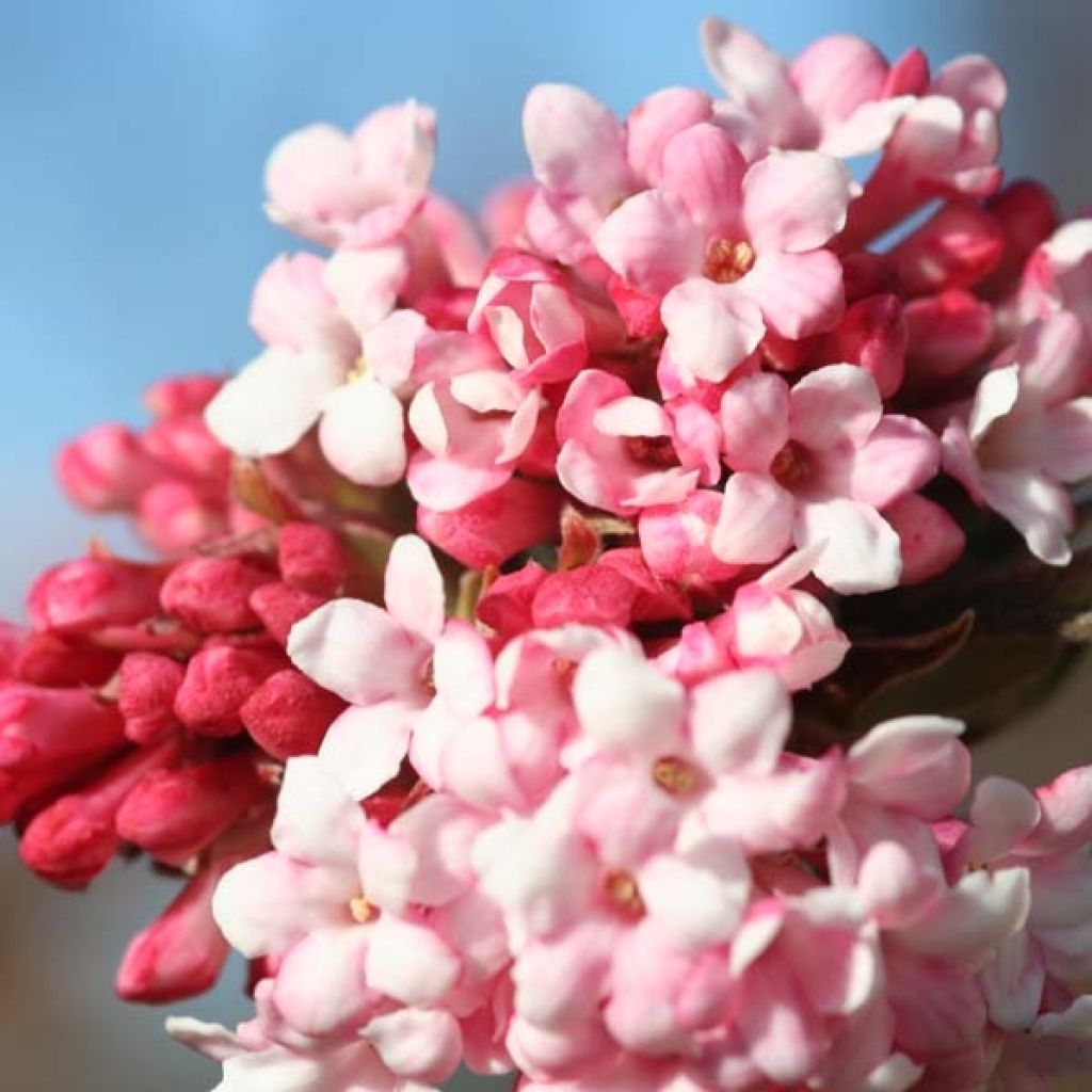 Viburnum bodnantense Dawn