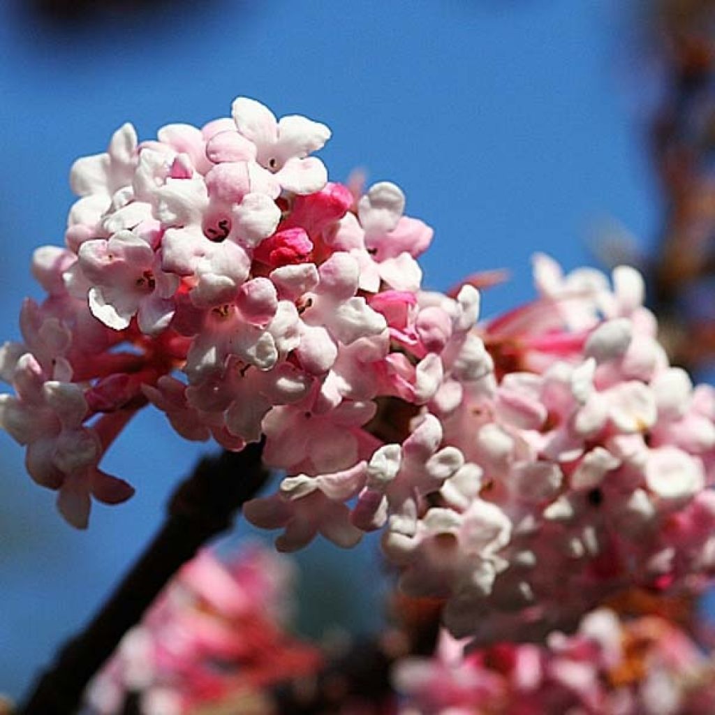 Viburnum bodnantense Dawn