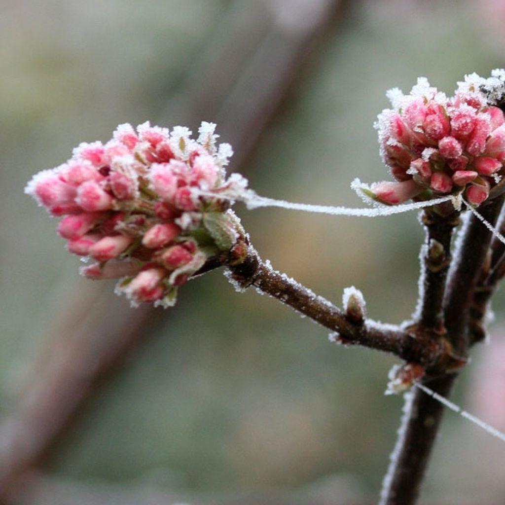 Viburnum bodnantense Dawn