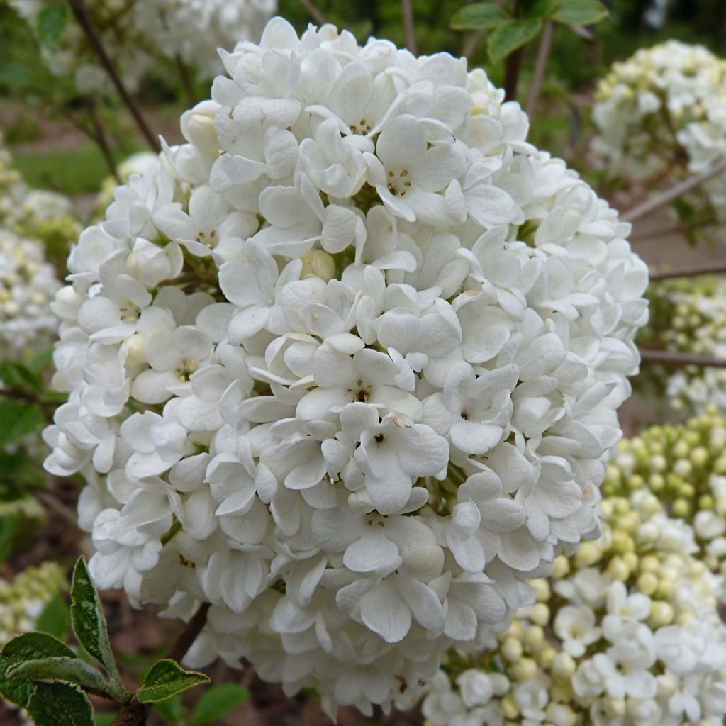 Viburnum  utile Eskimo