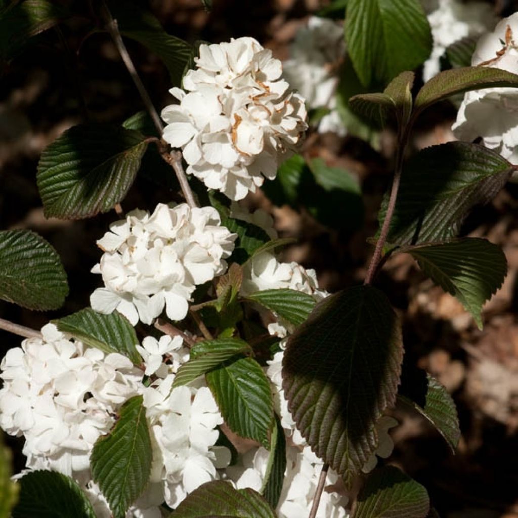 Viburnum f. plicatum Mary Milton