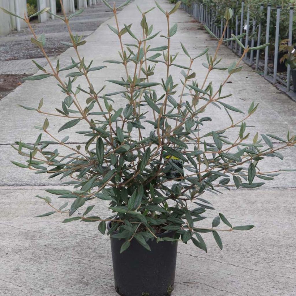Viburnum x pragense