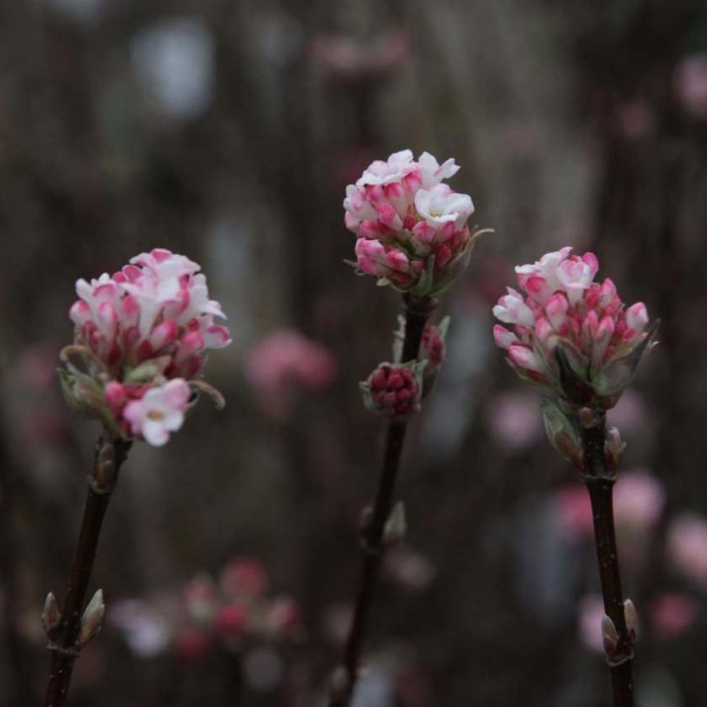 Viburnum bodnantense Charles Lamont